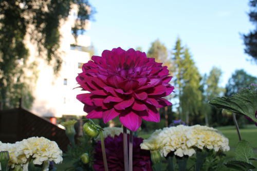 Blomma